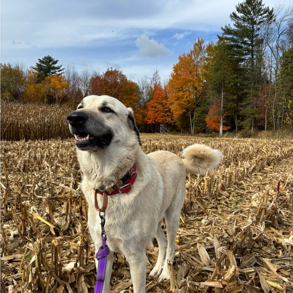 Meet your Posher, Amy - Picture 3 of 3